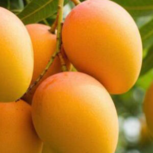 Mangoes