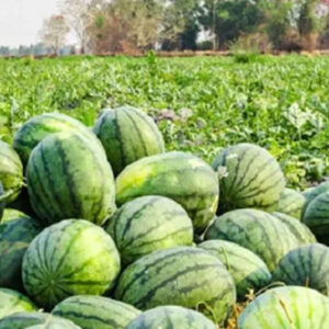 Watermalon