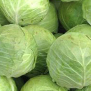 Cabbage