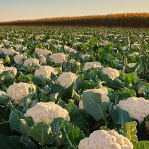 Cauliflower