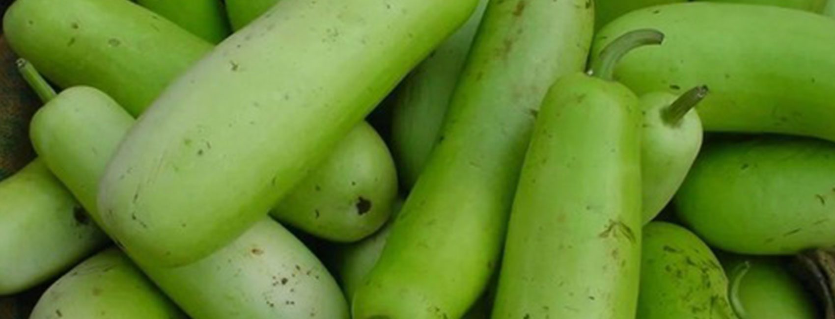 Bottle-Gourd-Main