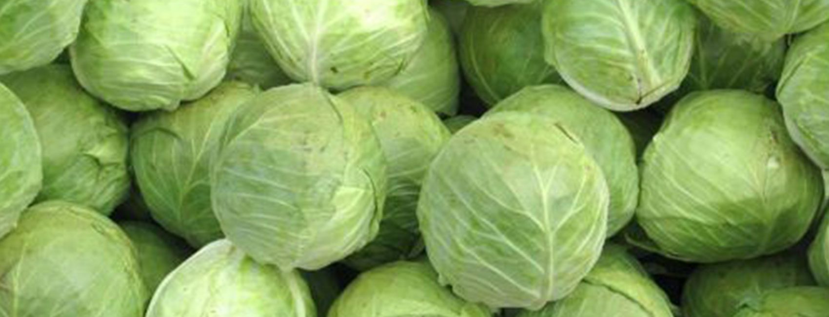 Cabbage-Main