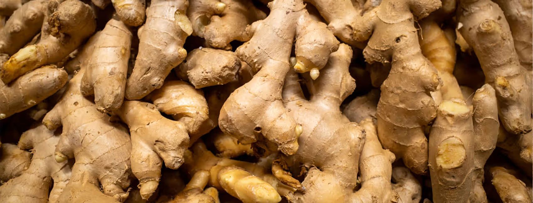 Ginger-Main